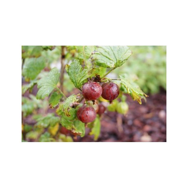 Ribes uva-crispa 'Larell'