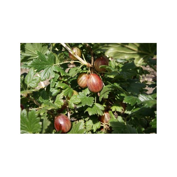 Ribes uva-crispa 'Martlet'