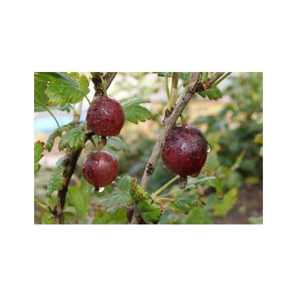 Ribes uva-crispa 'Rolanda'