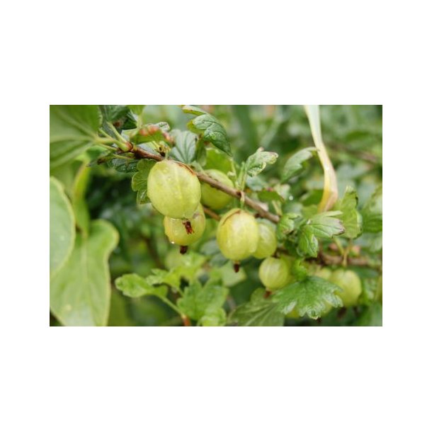 Ribes uva-crispa 'Tatjana'