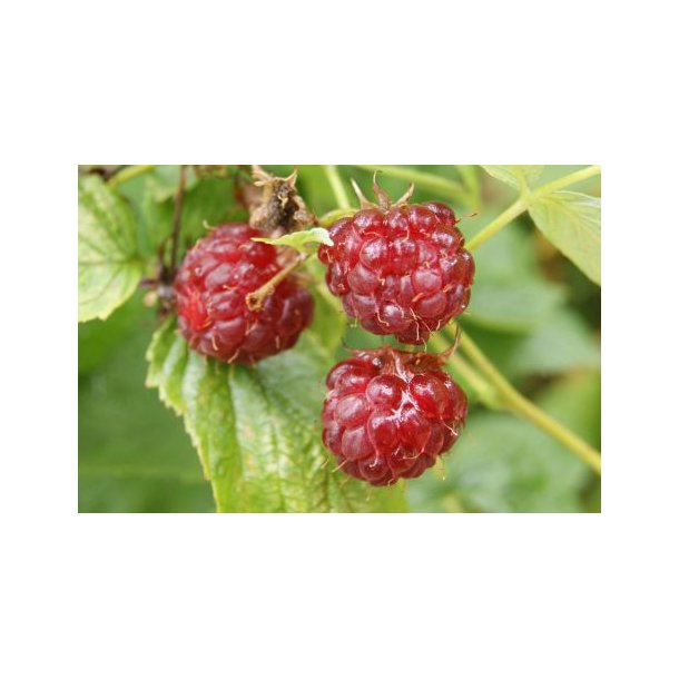 Rubus idaeus 'Aroma Queen'