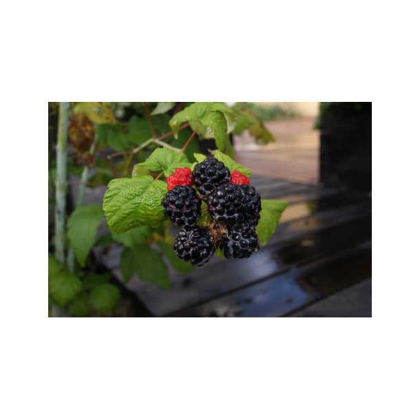 Rubus idaeus 'Black Jewel'