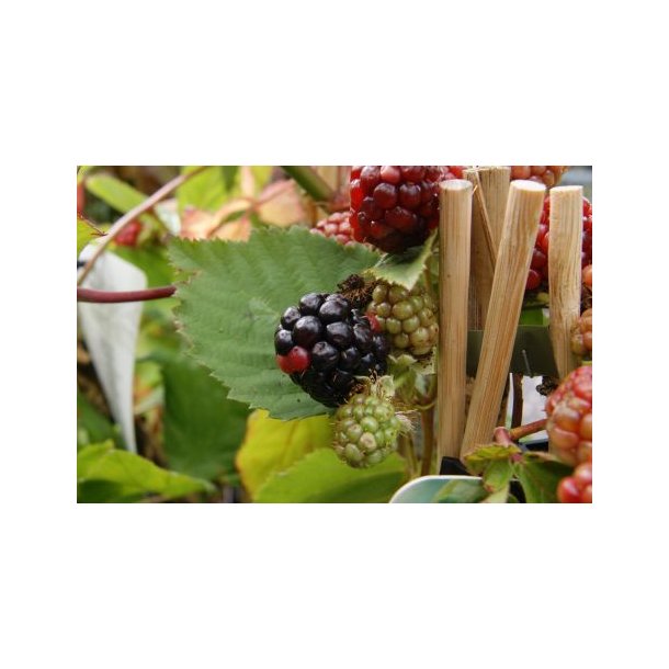Rubus frut 'Black Satin'