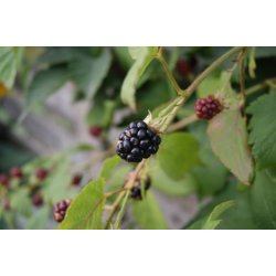 Rubus fruticosus 'Thornfree'