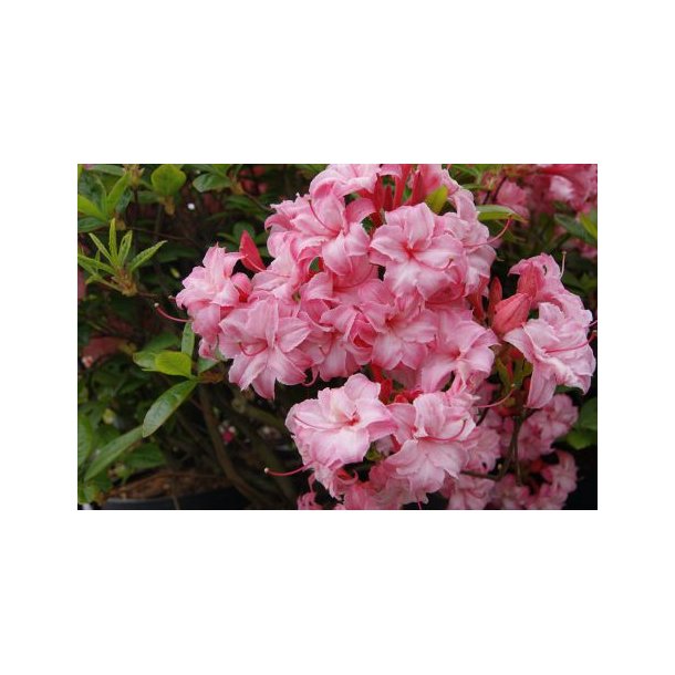 Rhododendron lut 'Corneille'