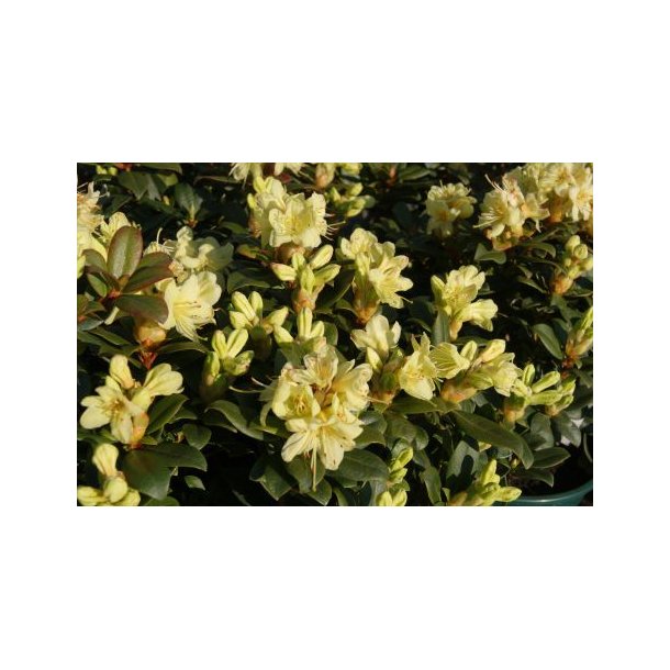 Rhododendron 'Princess Anne'