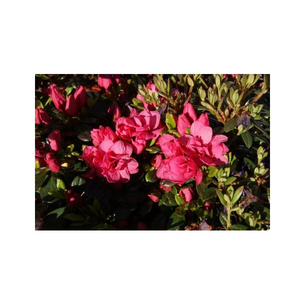 Rhododendron 'Rokoko'