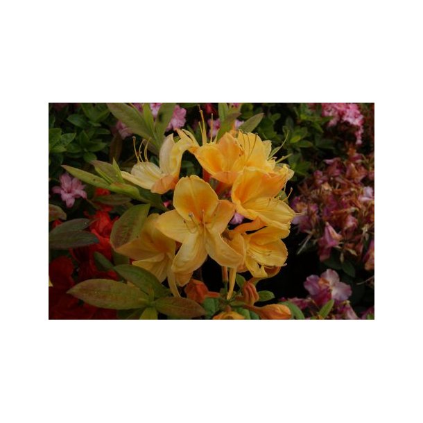 Rhododendron lut 'Golden Sunset'