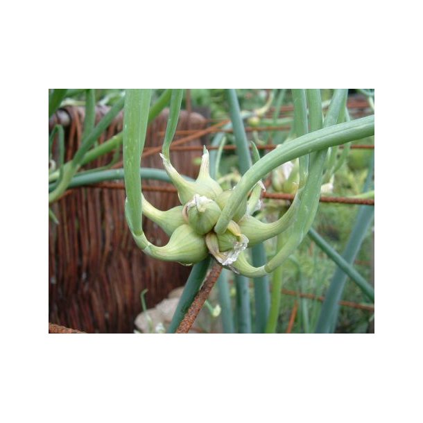 Allium cep 'Proliferum'