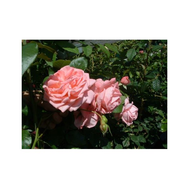 Rose 'Coral Dawn'