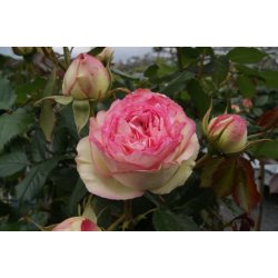 Rose 'Eden Rose 88'
