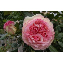 Rose 'Eden Rose 88'