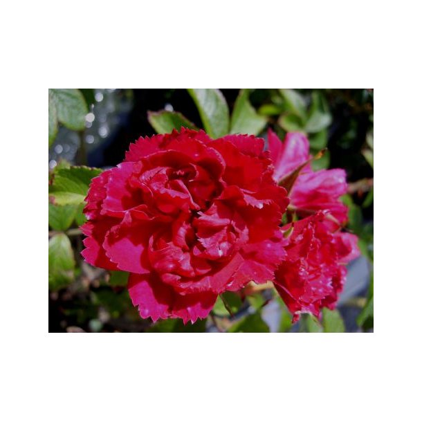 Rose 'FJ Grootendorst' (Rosa rugosa)