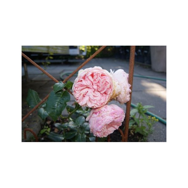 Rose 'Giardina'