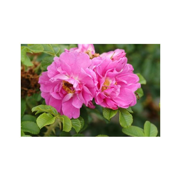 Rose 'Jens Munk' (Rosa rugosa hybrida)