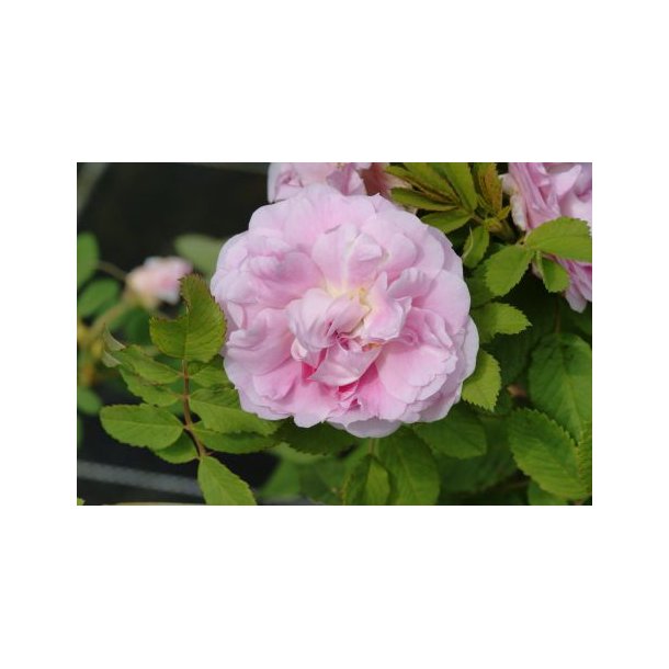 Rose 'Martin Frobischer' (Rosa rugosa hybrida)