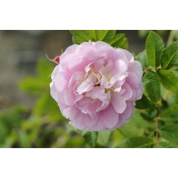 Rose 'Martin Frobischer' (Rosa rugosa hybrida)