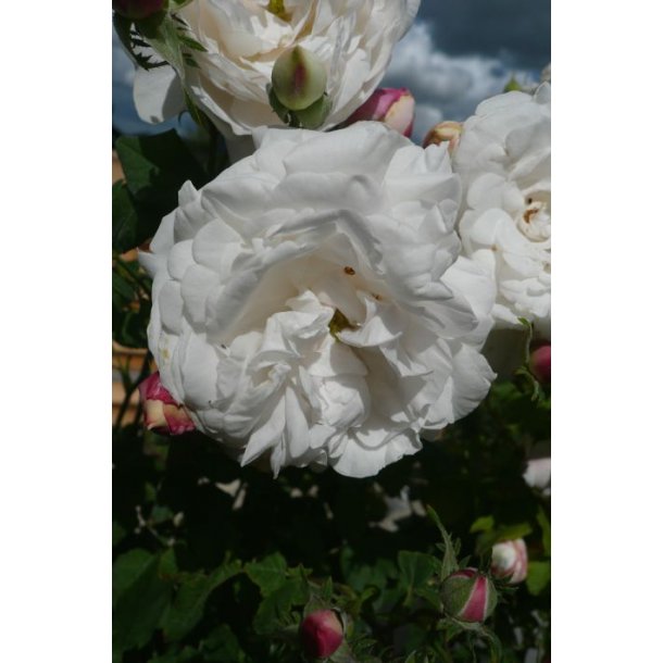 Rose alba 'Mme Plantier'