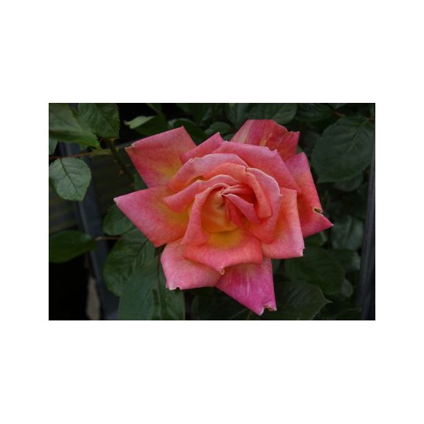 Rose 'Piccadilly'