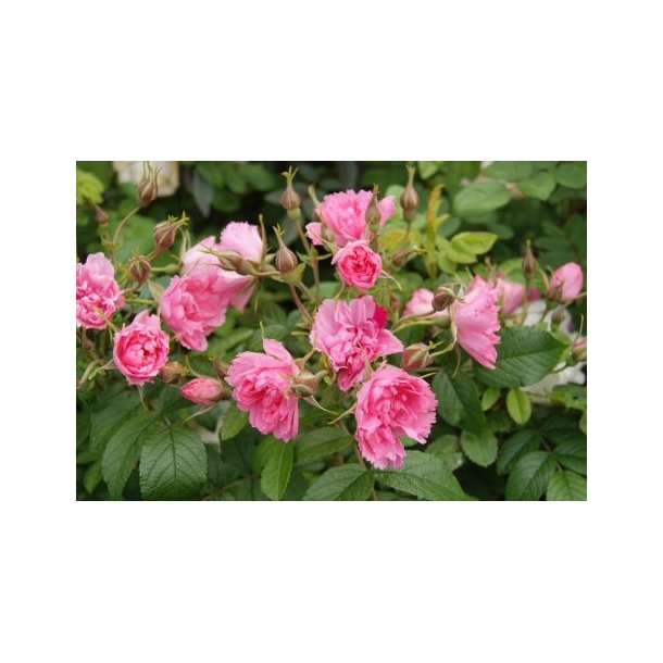 Rose 'Pink Grootendorst'