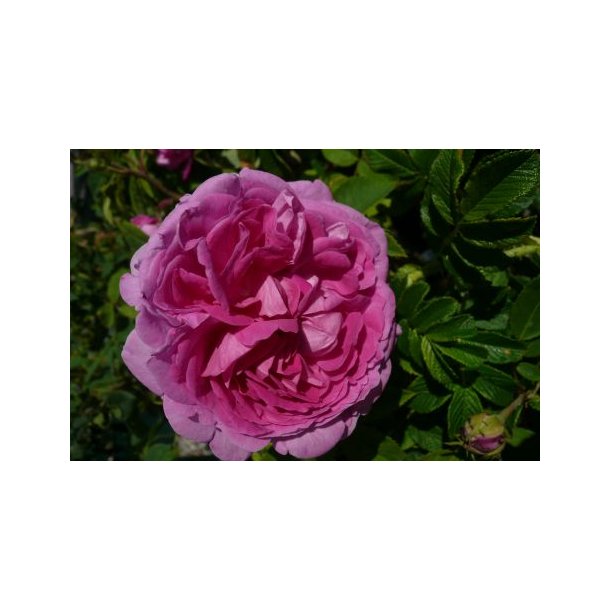 Rose 'Reine des Violettes'