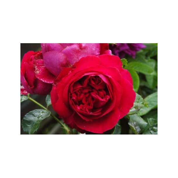 Rose 'Rød Willestrup'