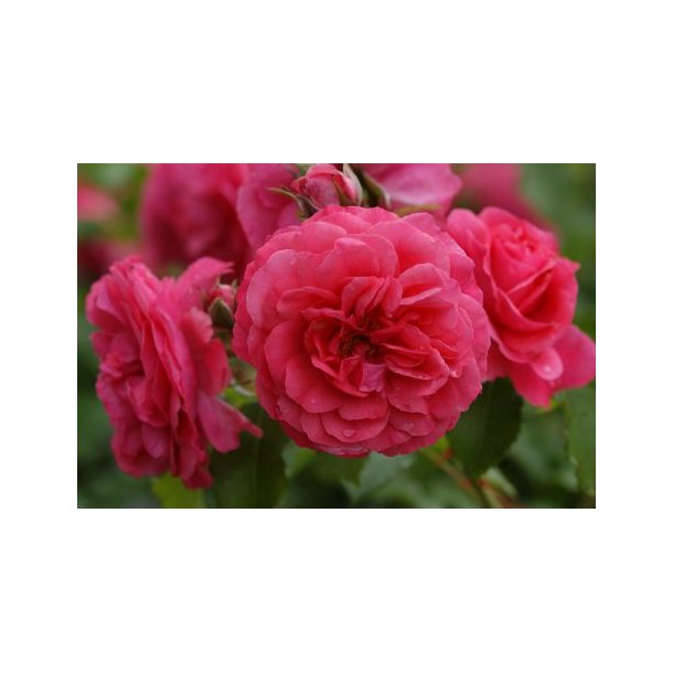Rose 'Rosarium Utersen'