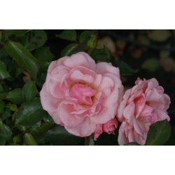 Rose 'Rosenholm'