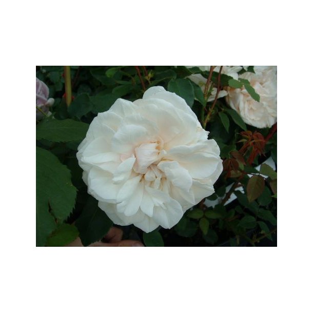 Rose 'Souvenir de la Malmaison'