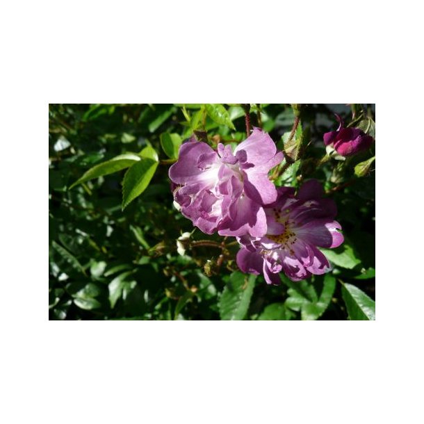 Rose multiflora 'Veilchenblau'