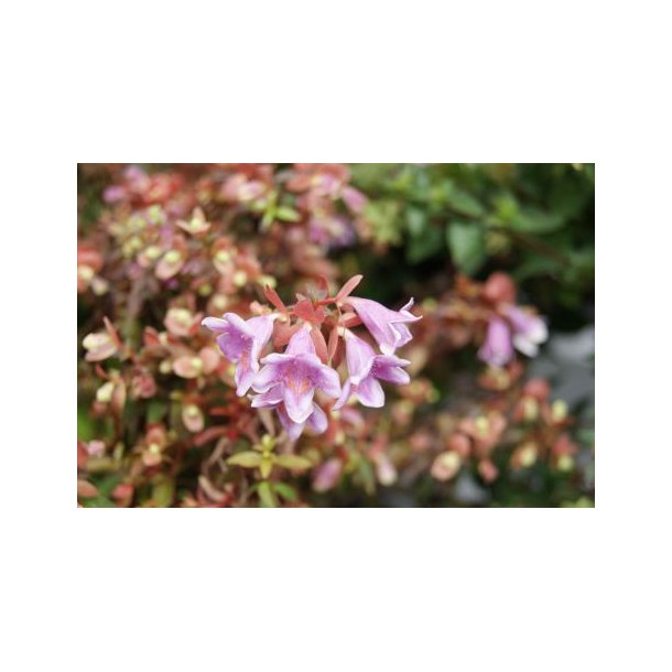Abelia x grandiflora 'Lynn Pinky Bells'