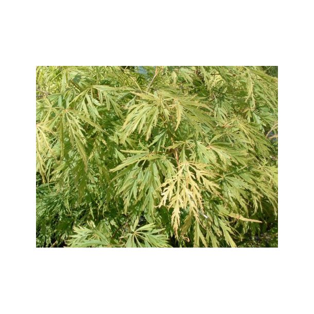Acer palm 'Dissectum Viridis'