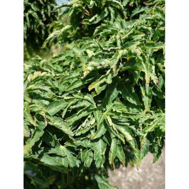 Acer palm 'Shishigashira'
