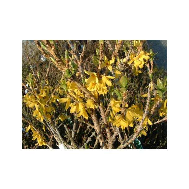 Forsythia int 'Boucle D Or'
