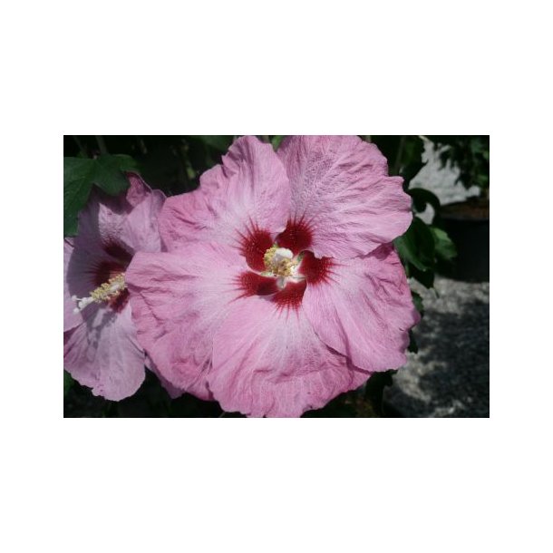 Hibiscus rosa-sinensis (Rosa med rd midte)