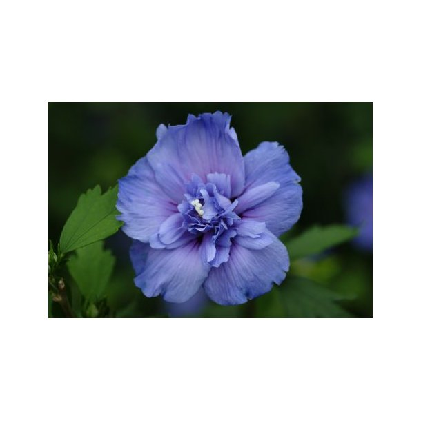Hibiscus syr 'Blue Chiffon'
