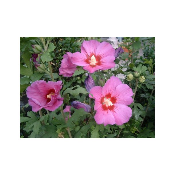 Hibiscus syr 'Russian Violet'