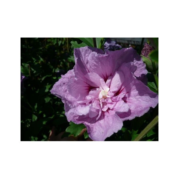 Hibiscus syriacus 'Lavender Chiffon'