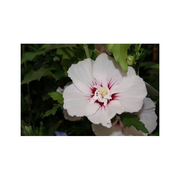 Hibiscus syr 'Pinky Spot'