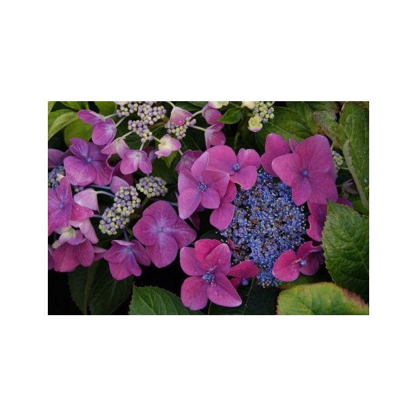 Hydrangea macr 'Multi Purple'
