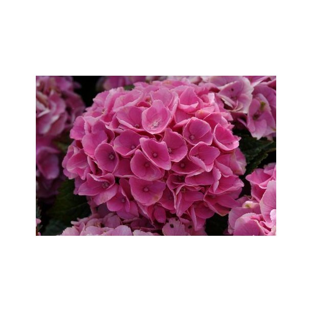 Hydrangea macr 'Xian' Pink