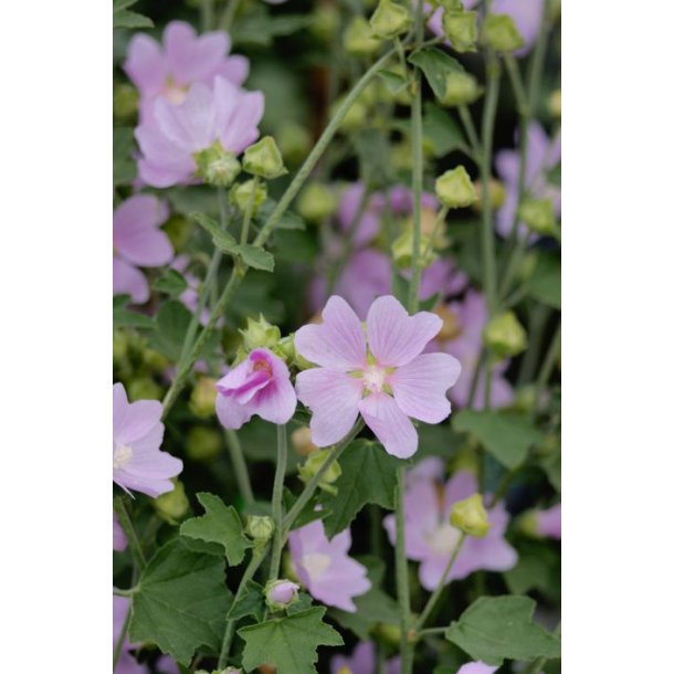 Lavatera x cle 'Rose Baby'