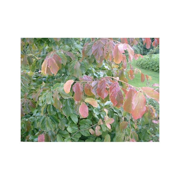 Parrotia persica