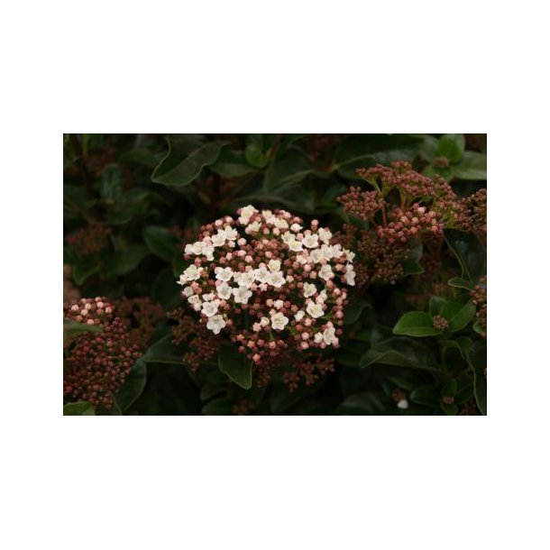 Viburnum tinus 'Lisa Rosa'