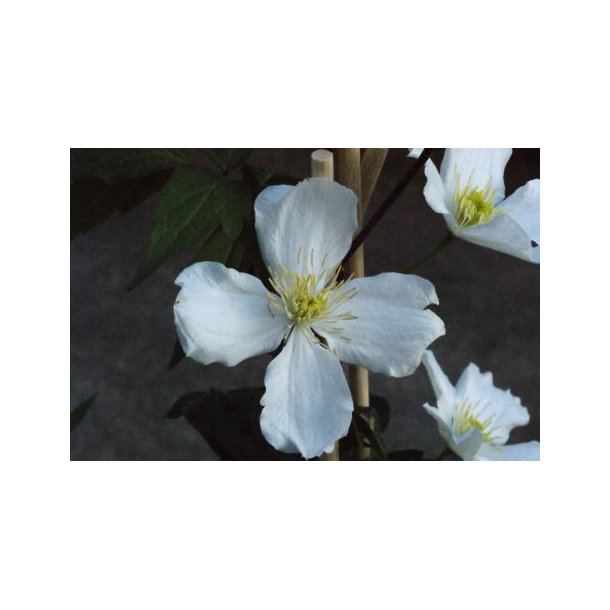 Clematis montana 'Grandiflora'
