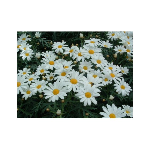 Argyranthemum frutescens (Hvid)