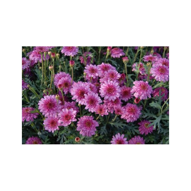 Argyranthemum frutescens (Rosa)