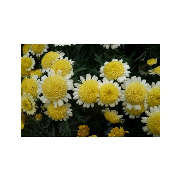 Argyranthemum frutescens (Gul)