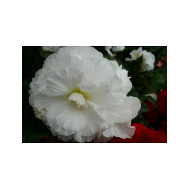 Begonia x tuberhybrida (Hvid)
