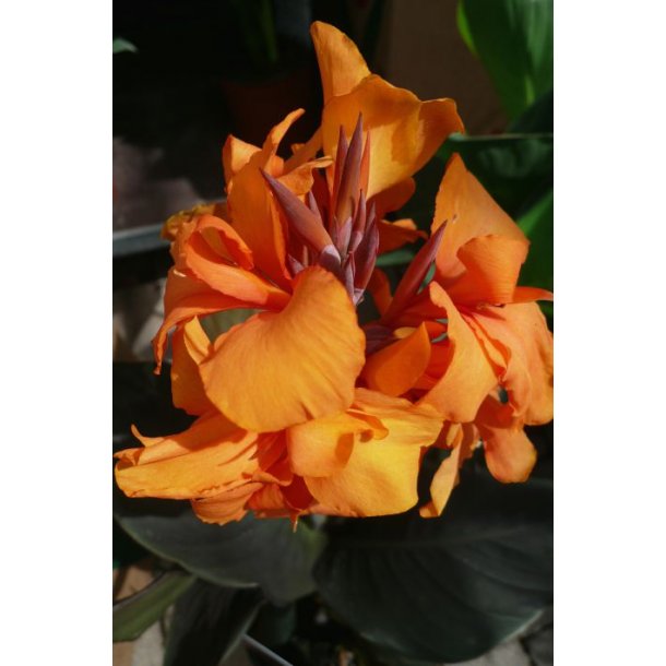 Canna indica hybrid (Orange)